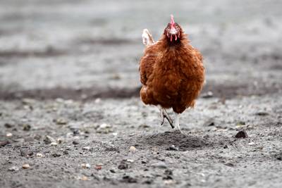 Detox-kuur moet kip fipronil-vrij maken