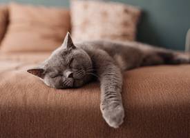 Zó verwijder je heel gemakkelijk kattenhaar van meubels