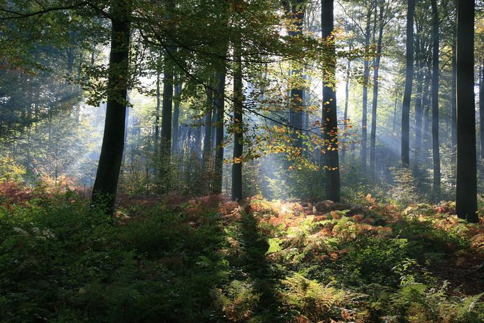 Dit zijn de 15 mooiste Vlaamse bossen | Default | hln.be