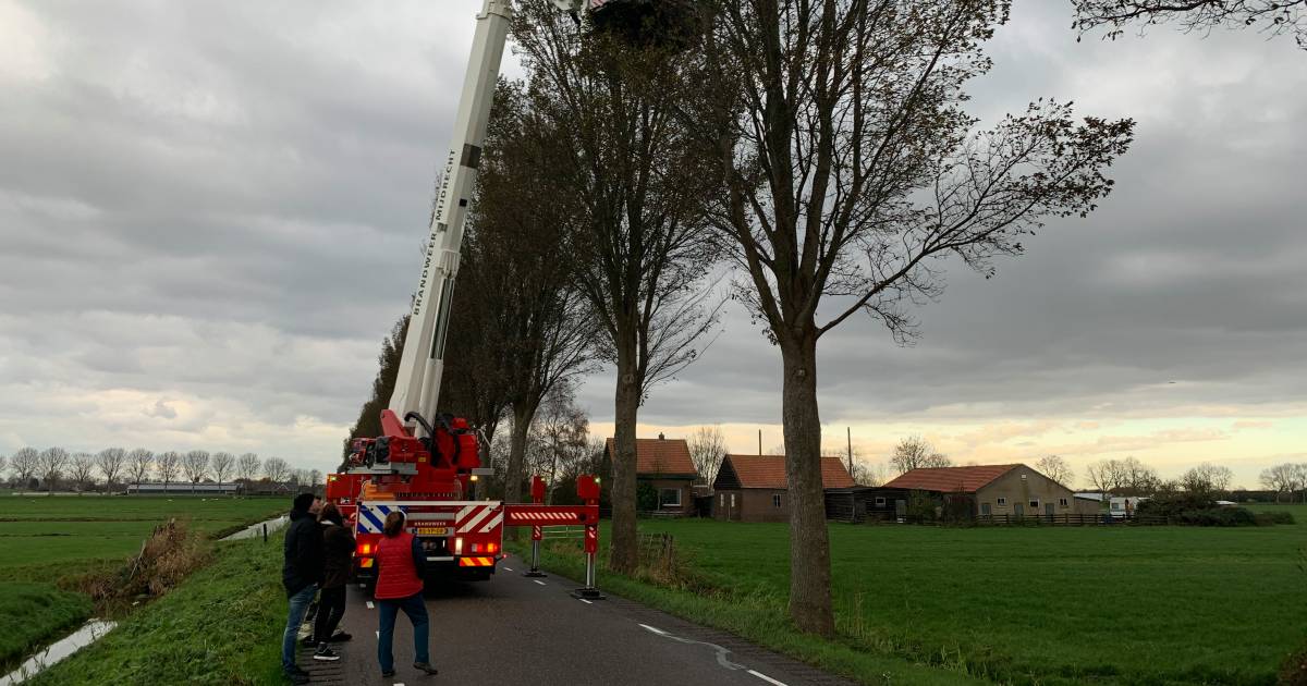 Brandweer redt kat uit boom in Mijdrecht.