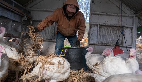 Noodtoestand in Californië door vogelgriepvirus: moeten wij ons ook zorgen maken?