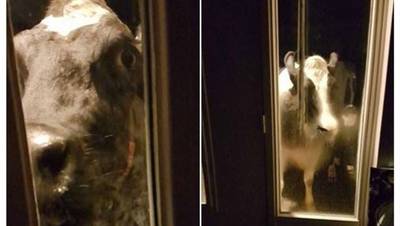 Schijndelse krijgt bezoek van drie koeien: 'Ja, dan schrik je wel even'