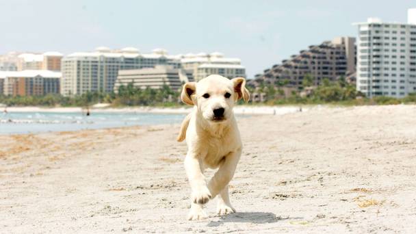 Marley & Me