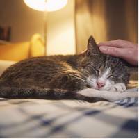 Wanneer laat je je huisdier inslapen? ‘Mijn vriendin verweet me dat ik harteloos ben, maar dat dier kost handenvol geld’