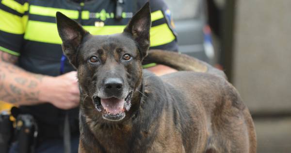 Politiehond vindt inbreker onder bed | Zeeland - BN DeStem