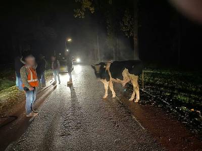 Stier en koeien ontsnappen in Achterberg