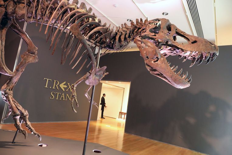 Skelet Tyrannosaurus Geveild Voor 27 Miljoen Euro Trouw