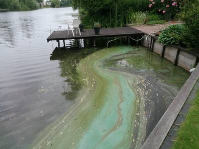 Blauwalg in water recreatieplas Scholtenhof