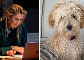 Déze royals nemen hun hond ook mee naar het werk 