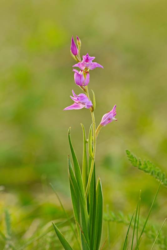 Bijzondere orchidee ontdekt in de Alblasserwaard door 15-jarige jongen.