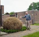 Daar is de buxusmot weer: ‘Dit beestje valt niet meer te bestrijden’