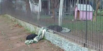 Foto van vertederende actie voor straathond verovert harten op internet