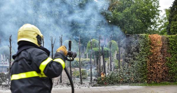 Coniferenhaag langs begraafplaats in Ulvenhout weggebrand