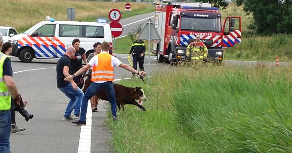 Koe loopt oprit A348 bij Velp op