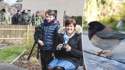 Katrien spot uiterst zeldzame vogel. Vogelspotters zakken massaal af naar haar tuin