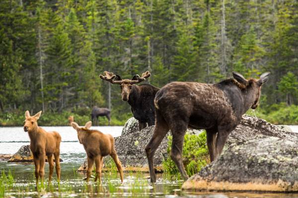 Earth's Greatest Spectacles