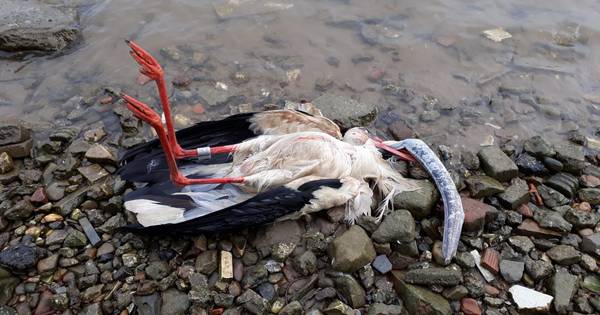 Ooievaar gestikt in paling