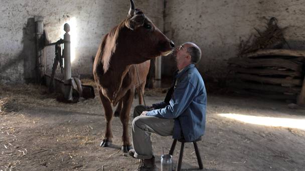 La vache