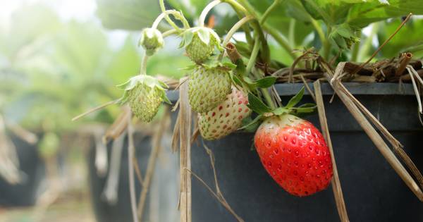 Keijenborger mag geen grotere tuin van gemeente - De Gelderlander