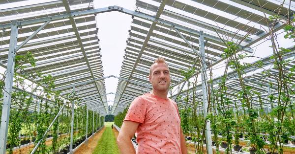 Paraplu voor fruit helpt tegen slapeloze nachten | Meierij | bd.nl - BD.nl