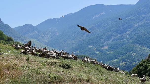 Europe's microstates