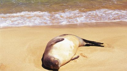 Zeehond doodgeschoten op strand nabij Calais