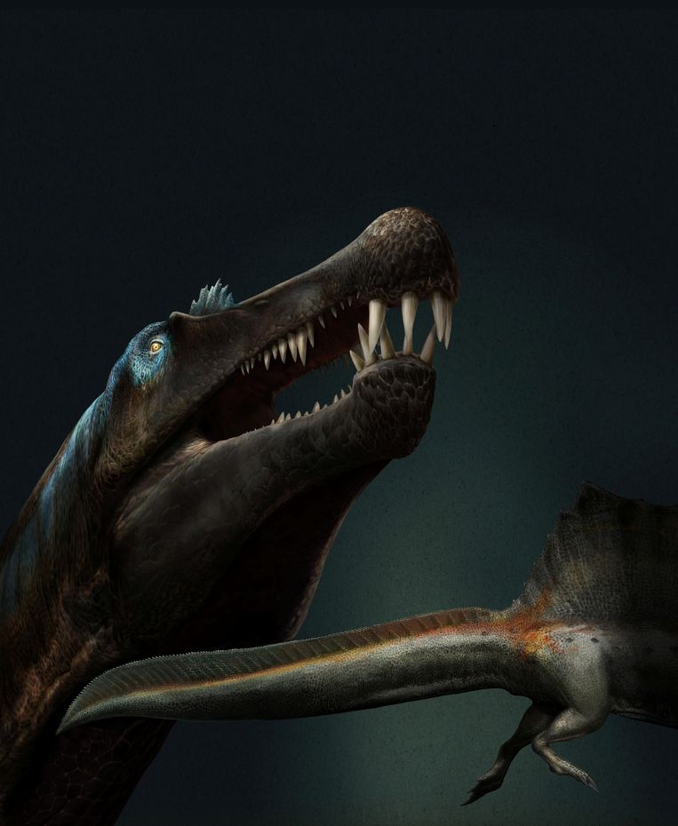 De kop van de Spinosaurus lijkt op een krokodil.