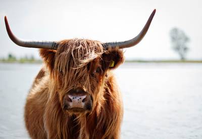 Natuurmonumenten vergoedt kosten slachtoffer na aanval Schotse Hooglander