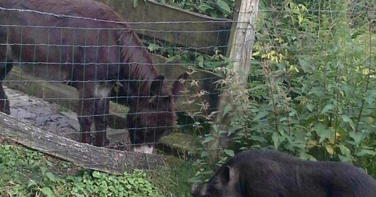 Hangbuikzwijntje en baasje zijn herenigd | Tubbergen | tubantia.nl - Tubantia