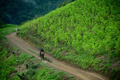 Cocateelt in Colombia naar recordhoogte
