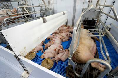 Hoe de speklap onze samenleving splijt: varkensboeren onder druk