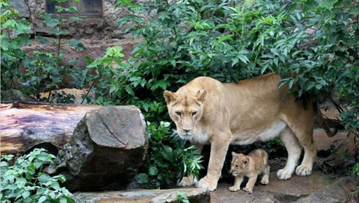 Leeuwin Ti-cuna in Artis overleden | Het Parool