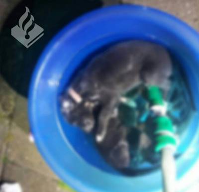 Inbreker verdrinkt vier puppy's in Heesch