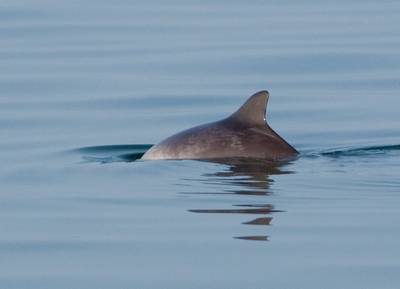 Gehalveerde populatie bruinvissen herstelt zich eindelijk weer