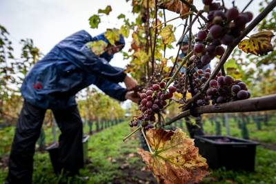 Zuid-Franse sfeer bij oogst op Wijndomein Zurrick in Soerendonk