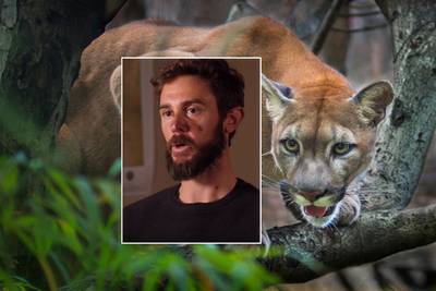 Agressieve poema die gewurgd werd door hardloper blijkt kitten