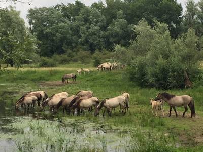 Natuur krijgt ook in westelijk deel Gendtse Waard de ruimte