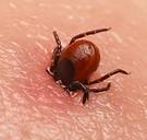 De tropen in Europa: de verraderlijke streken van virussen, vleermuizen, tijgermuggen en reuzenteken