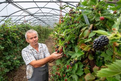 Voor weggeefprijs bramen plukken; teler Bunt uit Slijk-Ewijk weigert lage prijs veiling