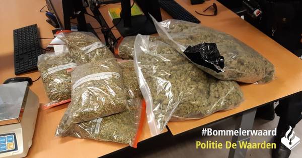 Politie vindt in bedrijfspand in Hedel grote zakken wiet, gestolen voertuigen en een hennepknipperij