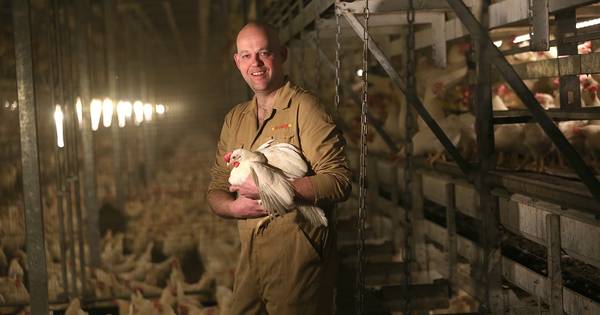 Achterhoekse kippenhouder: Oude legkip is stukje kwaliteitsvlees