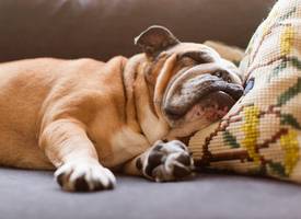 Honden kunnen jou gewoon horen als ze slapen