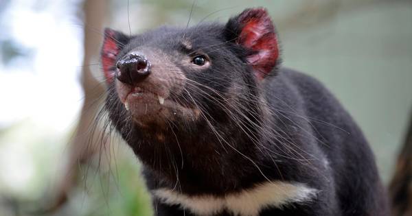 Deux Diables De Tasmanie Debarquent A Pairi Daiza Belgique 7sur7 Be