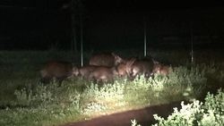 Everzwijnen steken netjes de weg over in Heusden-Zolder