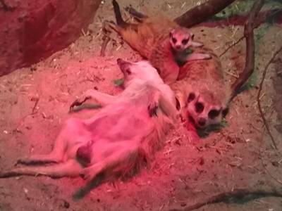 Babystokstaartjes in Plaswijckpark