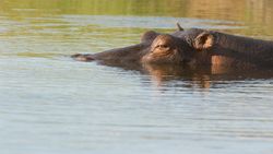 Meer dan 100 dode nijlpaarden aangetroffen in rivier in Namibië