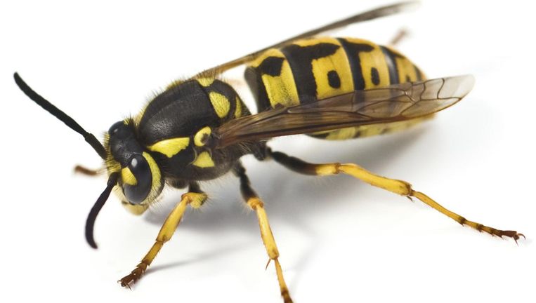Veel Wespen Deze Zomer En Dat Heeft Ook Een Voordeel Dieren