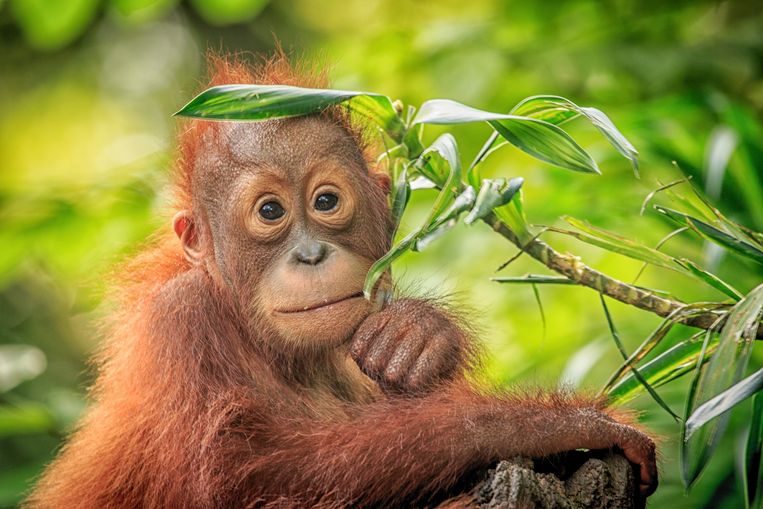 Ongekend Pairi Daiza verwacht een kleine orang-oetan | Binnenland | Nieuws CQ-43