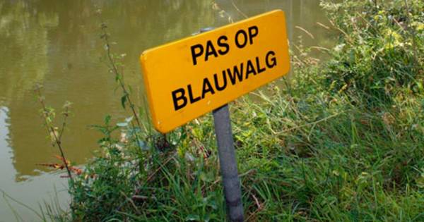 Waarschuwing tegen blauwalg in Haarsteegse Wiel