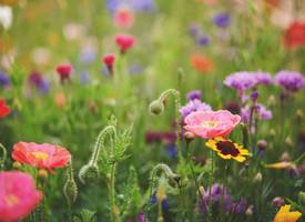 Een tuin vol wilde bloemen creëren? Zo pak je dat aan